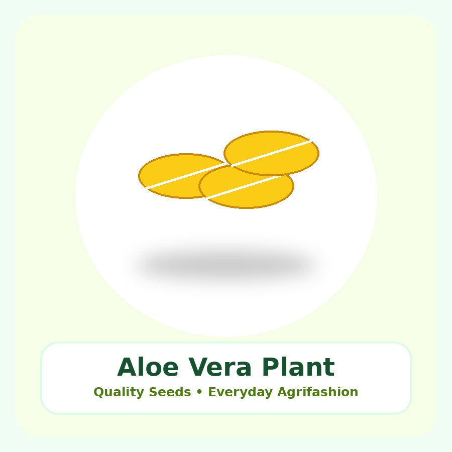 Aloe Vera Premium Plant
