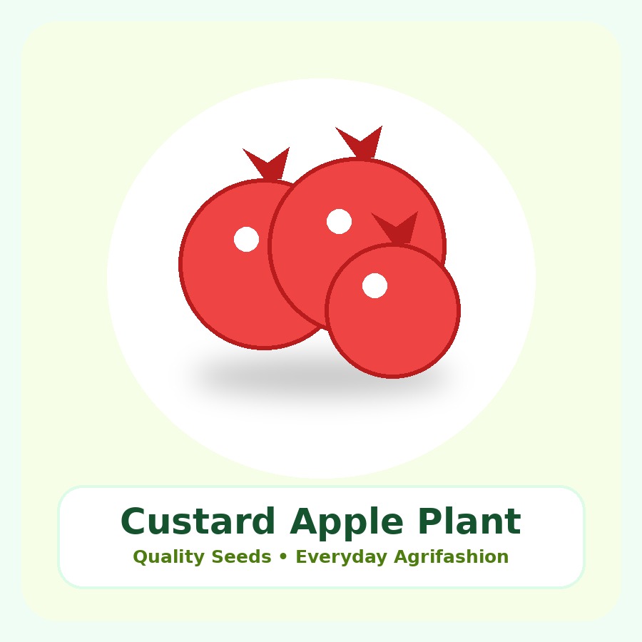 Custard Apple Plant Premium Plant