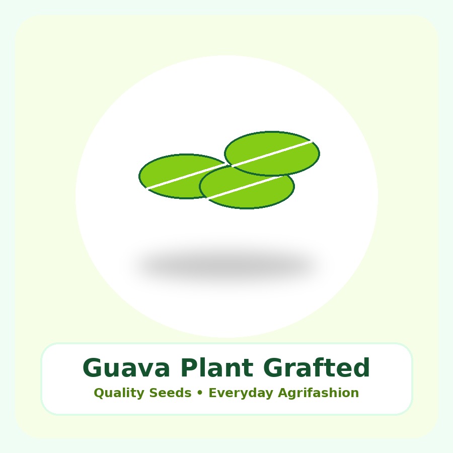 Guava Plant Grafted Plant