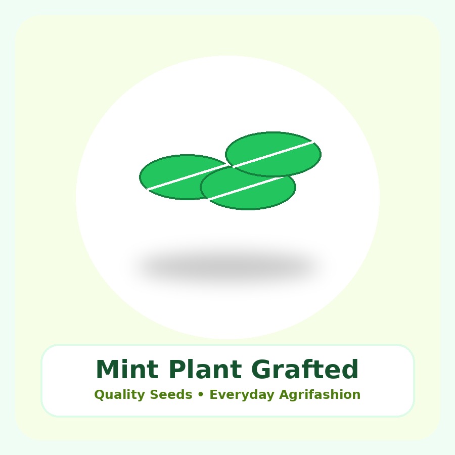 Mint Plant Grafted Plant